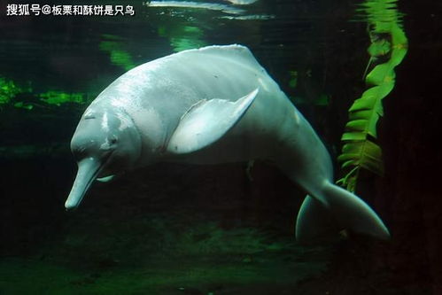 海豚和海猪有什么区别 被称为渤海河神的海猪有什么特别之处 