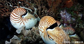鹦鹉螺,一个古老而神秘的物种,自5亿年前出现(3k鹦鹉螺一眼假)