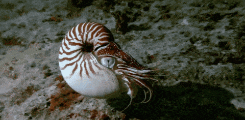 鹦鹉螺 穿越5亿年的 活化石 ,祖先曾是海洋顶级王者