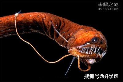 最恐怖的五种深海鱼 毒蛇鱼牙像毒蛇的牙齿