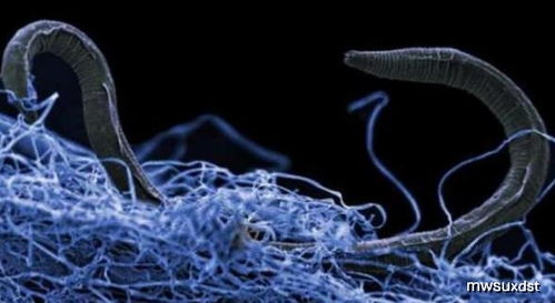 科学家在地底深处发现的神奇生物 恶魔蠕虫 冥王蜈蚣