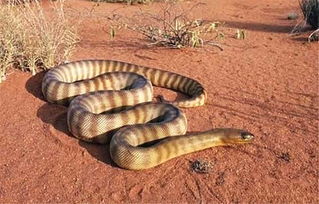 9只陆地上最毒的蛇,内陆太攀蛇仅排第二,第一是少有的巨型毒蛇 