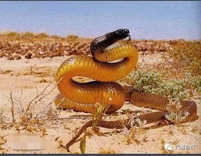 陆地上毒性最猛的毒蛇,细鳞太攀蛇比眼镜王蛇的毒性强20倍