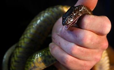 世界上最有毒的蛇是什么?(世界上最有毒的蛇视频)