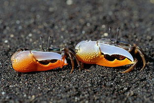第一个吃螃蟹的人,你见到这32种鬼畜蟹还敢吃吗