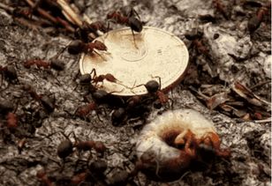 食人蚁所到之处真的是一堆白骨吗 专家深入研究,最终给出答案