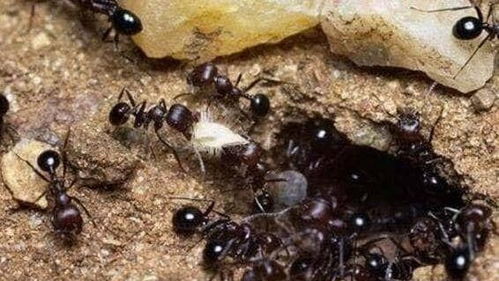 非洲食人蚁,整齐有序的军团,4分钟就能把人类啃食成白骨