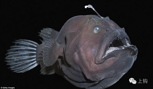 白龙王鱼是可食用的鱼吗