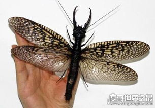 世界上最大的蜻蜓,蛇蜻蜓超过20厘米 比巴掌还大