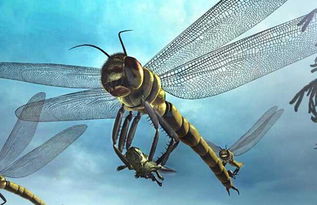 蜻蜓是由飞龙变化来的神兽 难怪会成为大神的坐骑 