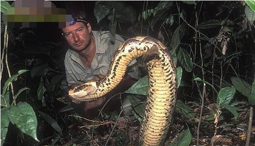 加蓬蝰蛇是蛇类中 宅肥 代表,也是蛇类中伪装大师