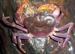 菲律宾惊现紫色螃蟹新物种 组图