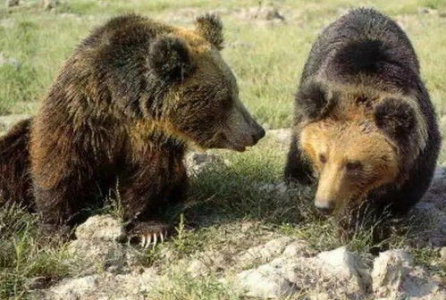 与棕熊交流的人棕熊和他生活