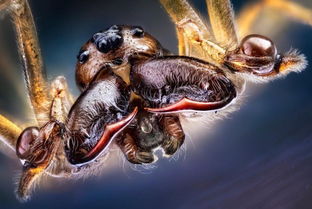 微距镜头下的昆虫 诡异的犹如外星生物 