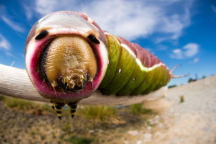 微距镜头下的昆虫 诡异的犹如外星生物 