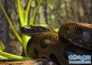 史上最大的蛇,绿水蟒出动众蛇逊色 