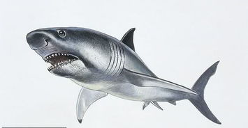 男子海滩散步捡到宝贝,竟是300万年前已灭绝巨齿鲨牙齿