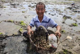 这种虾长得比较恐怖,要用 毛笔 才容易钓,比皮皮虾好吃