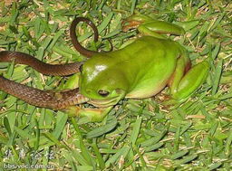 毛骨悚然 双蛇抢食青蛙 胜者活吞同类 科学探索 