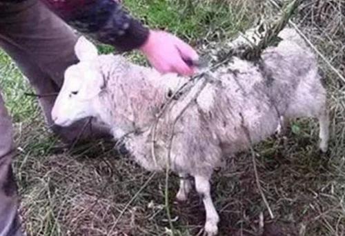 羊是怎么吃羊的 自然界恐怖植物