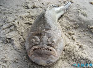 世界上最丑的鱼 水滴鱼丑到没朋友 