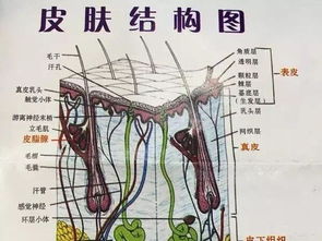 你的皮肤屏障有受损了吗