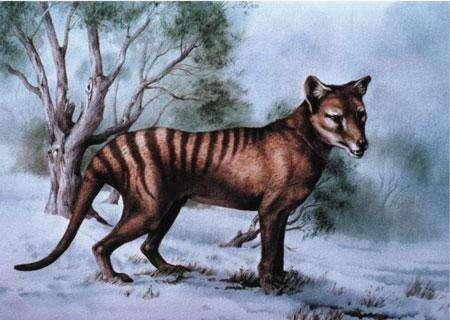 1967年,澳大利亚农民发现一具动物尸体,被证实是已经灭绝的袋狼