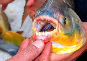 锯腹脂鲤鱼特别喜欢攻击男性睾丸,在游泳时,据说有些人死于过度