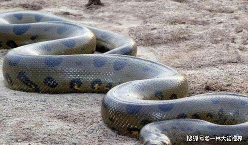 世界上最大的蛇,体重超过200斤,它们有天敌吗