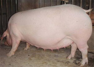 陕西有一头母猪生下一头小怪猪,有两头猪头。太可怕了!(陕西母猪存栏多少头)