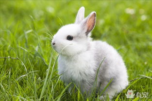 最小的宠物兔之一 侏儒兔