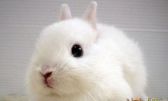 世界上最小的兔子荷兰侏儒兔,体重不超1200克