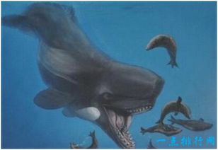 史上最凶猛的鲸,利维坦鲸能捕食须鲸 