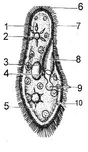 草履虫是一种非常小的原生动物