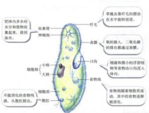 草履虫消化食物和吸收营养的结构是