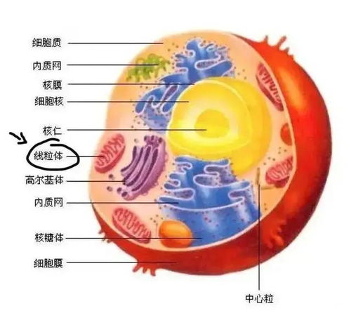 为什么胚胎培养总失败 原因可能是这几点