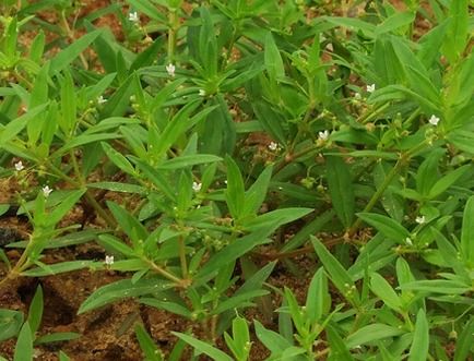 白花蛇草水你喝过吗 味道清奇,对身体极好,原料就是白花蛇舌草