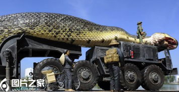 北京动物园抓获百米长巨蟒蛇 4