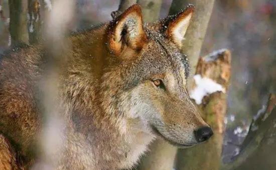 世界上最大的狼是美国阿拉斯加州的基奈半岛狼,但它已经灭绝了(世界上最大的狼是什么狼和世界上最大的老虎)
