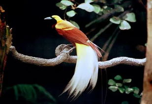 极乐鸟,16属41种,大部分雄鸟色彩鲜艳,装饰羽毛复杂(极乐鸟水草好养吗)