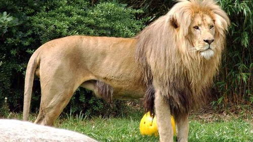 盘点狮子的一共14个亚种,其中并没有非洲狮,是不是很意外
