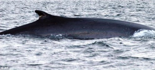 科学家将寻找世界最孤独鲸鱼 声音无同伴回应