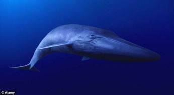 寻找世界最孤独的鲸 52赫兹孤独歌唱20年