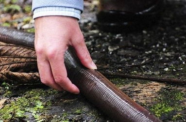 澳洲发现世界最大最长蚯蚓 体长2米大小如蛇
