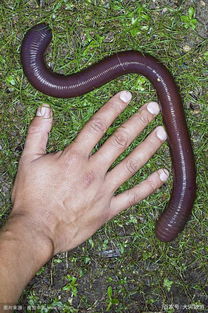 世界上最长的巨型蚯蚓,最长2米多,还会散发类似百合香气