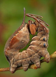 虫被称为世界上最可怕的昆虫