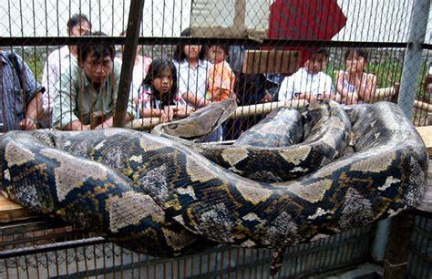最大的蛇有多长