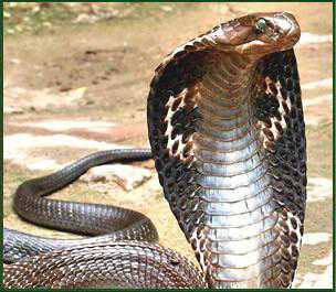 世界上体型最大的蛇 含有剧毒 而且对其它毒蛇的毒液完全免疫