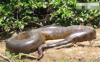 世界上体型最大最强的蛇,亚马逊巨蟒,体长6米能吞人 