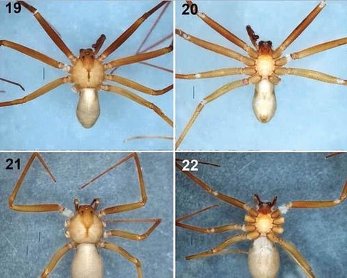 墨西哥发现剧毒蜘蛛新物种 生活在家具里,被咬一口肉就会腐烂